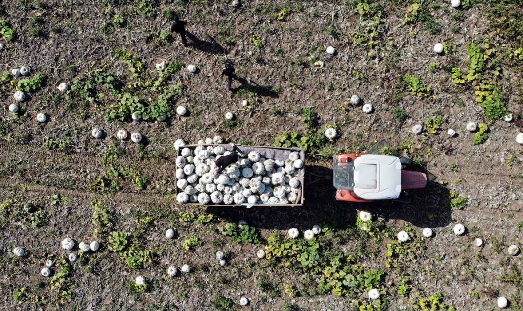 O ilimizde yetişiyor: Almanlar ve İtalyanlar kapış kapış alıyor! Çorba, lokum, marmelat, reçel yapılıyor 1